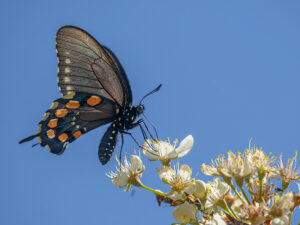 Pipevine Swallowtail