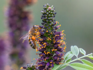 Honey Bee at wok