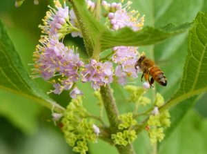 Wild Beauty Berry Pollination