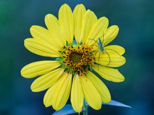 Green on Yellow