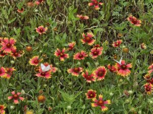 Butterflies and Wildflowers