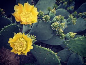 Cactus Flowers Reaching For The Sun