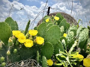 Blooming Prickly Pear with Dragonfly