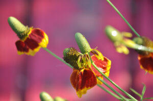 Upright Prairie Coneflower
