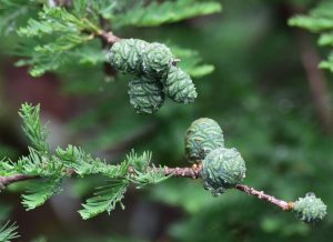 Cypress Cones After a Rain