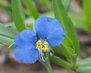 Dayflower
