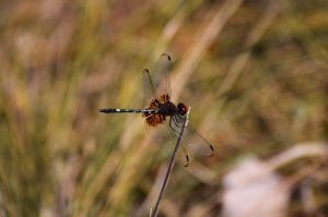 Checkered Setwing