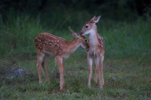 Nuzzling Fawns