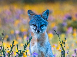 Floral Fox