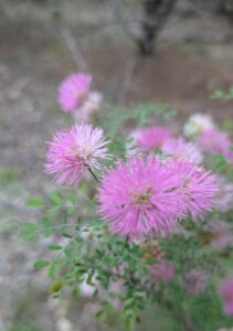 Bloom