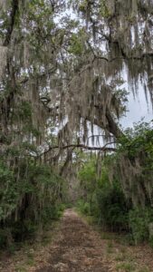 Mossy Trail