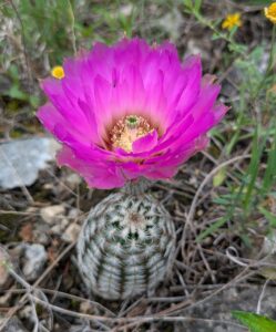 Government Canyon Cacti