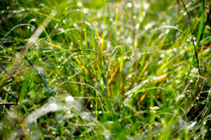 Dew & Sun Kissed grasses after a rain
