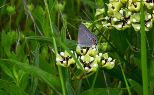 Gray Hairstreak