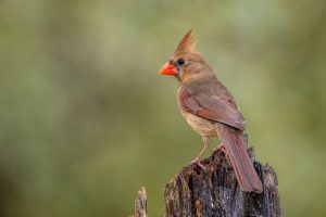 Nature posing