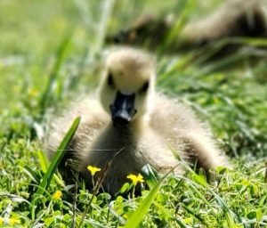 Welcome Little One