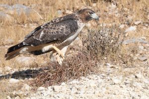 Red-tailed Hawk on the hunt