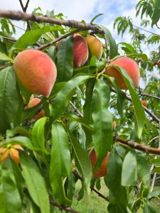 Feeling Peachy