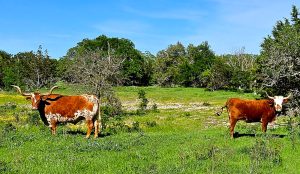 Rowdy & Crazy Cow