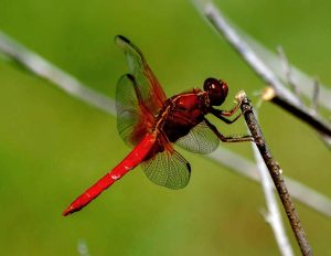 Neon Skimmer