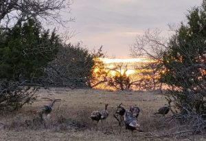 Turkeys