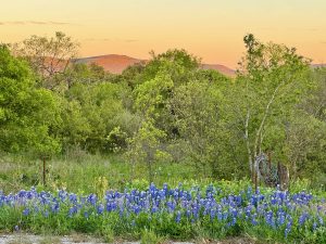 Sunset with bluebonnets