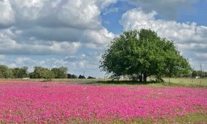 Pink Phlox