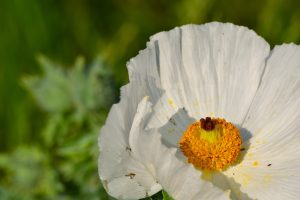 White Poppy
