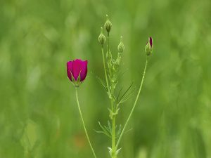 Texas Windcups.