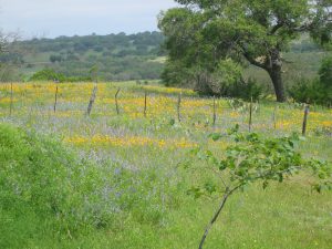 Wildflowers in Yellow Bloom