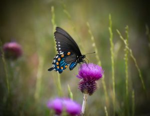 The Thistle’s Muse