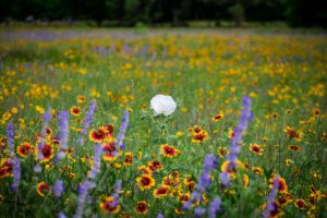 The Solitary Anthem of a Blooming Sea