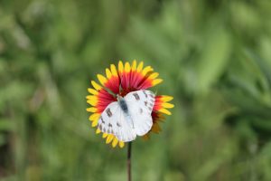 Pontia butterfly on an Indian Blanket