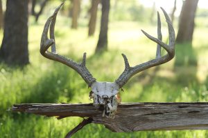 Skull on a fence in the hill country