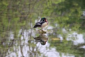 Wood duck in Landa Park