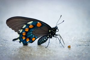 Swallowtail on the trail