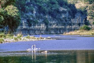 Swan Friendship