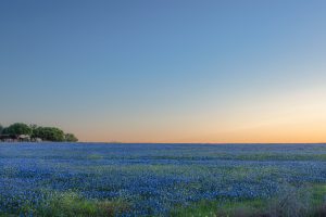Sunset Bluebonnets