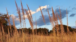 Lindheimer Muhly Hill Country Sky