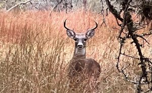 Buck in the Bluestem