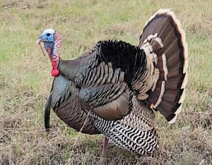 Wild Rio Grande gobbler strutting