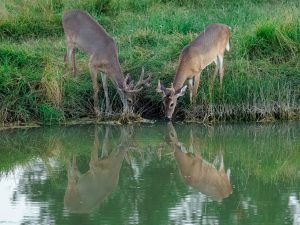 Dual Reflections