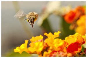 in the life of a bee