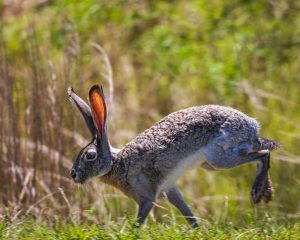 hop into a beautiful day