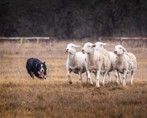 walk this way