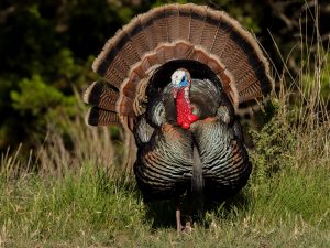 Spring Time Strutter