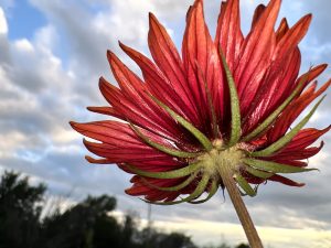 Firewheel in the Sky