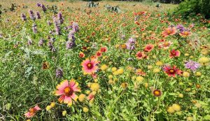 Wildflower Bonanza