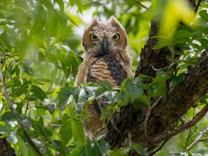 Great Horned Owlet