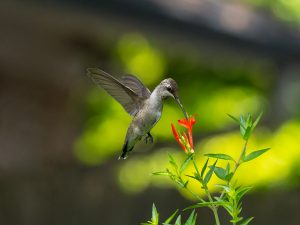 The Pollinator